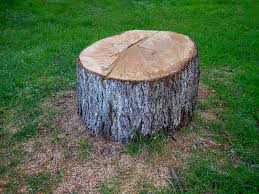 Best Tree and Shrub Care  in Morro Bay, CA