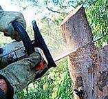Best Fruit Tree Pruning  in Morro Bay, CA