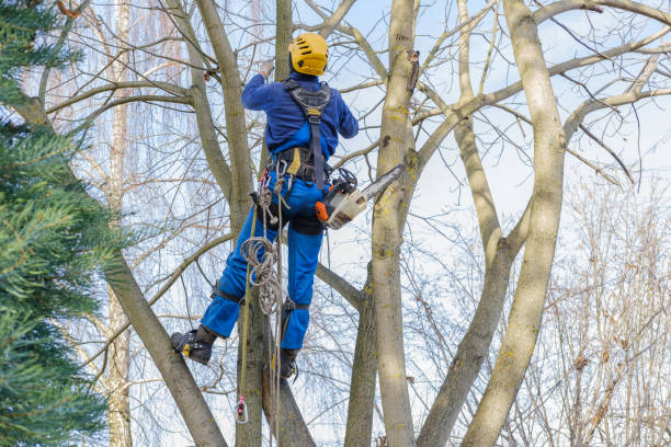 Best Storm Damage Tree Cleanup  in Morro Bay, CA