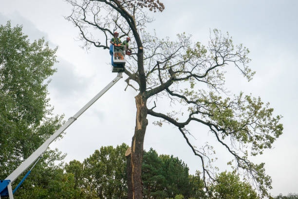Professional Tree Care in Morro Bay, CA