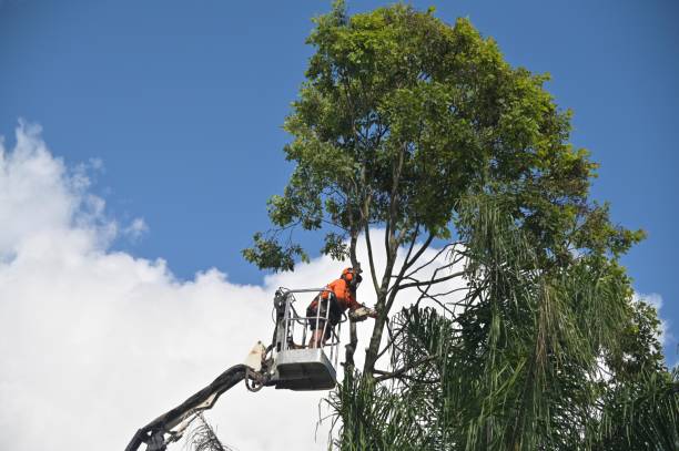 Best Tree Maintenance Programs  in Morro Bay, CA