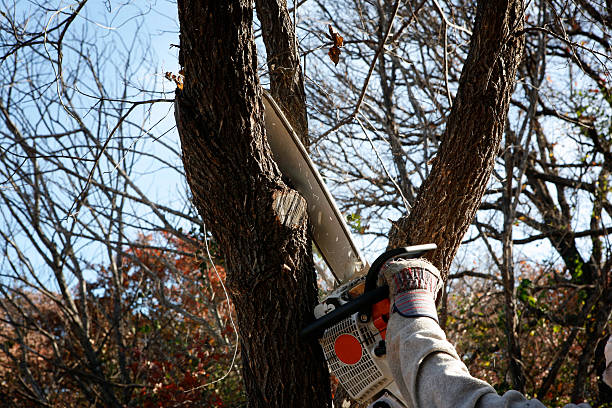 Best Tree Cabling and Bracing  in Morro Bay, CA
