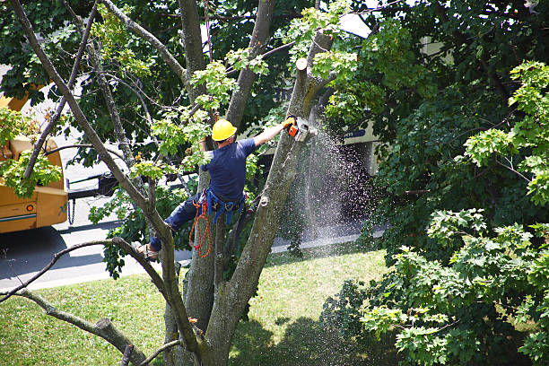 Best Tree Risk Assessment  in Morro Bay, CA