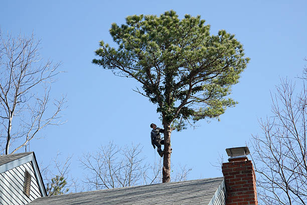Best Lawn Maintenance Plans  in Morro Bay, CA