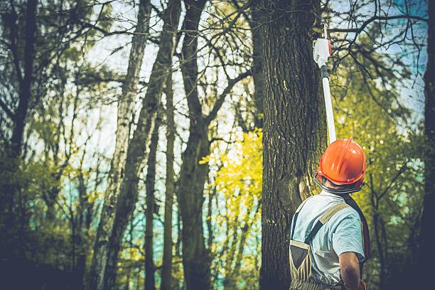 Best Hazardous Tree Removal  in Morro Bay, CA