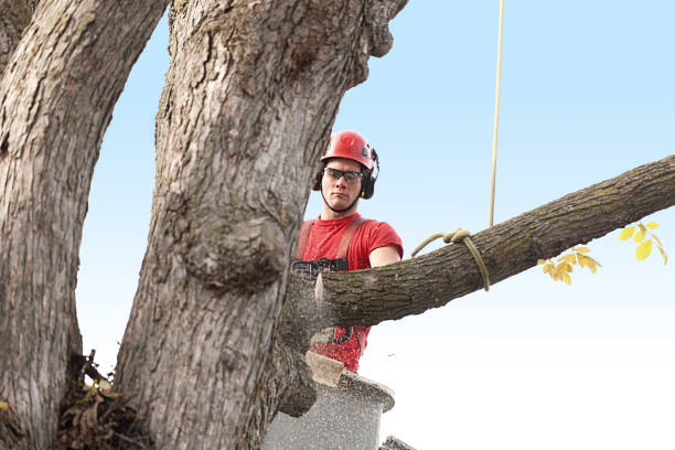 Best Tree Health Inspection  in Morro Bay, CA